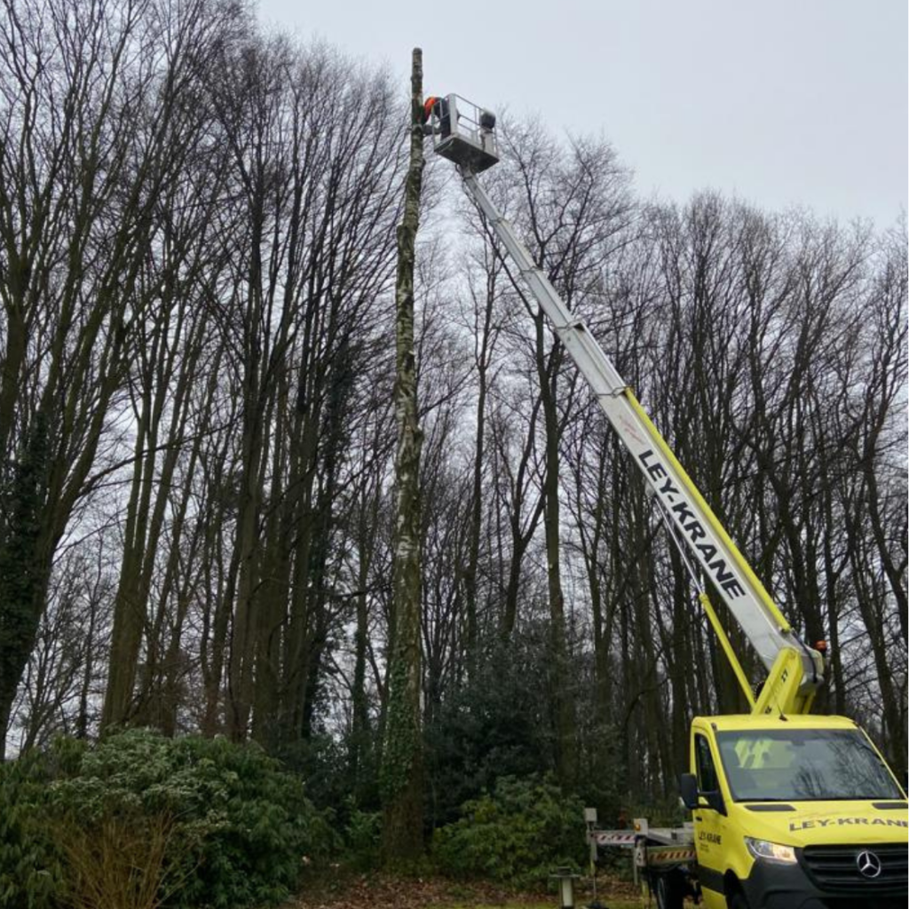 Baumsanierung_Baumpflege_Baumservice Blank