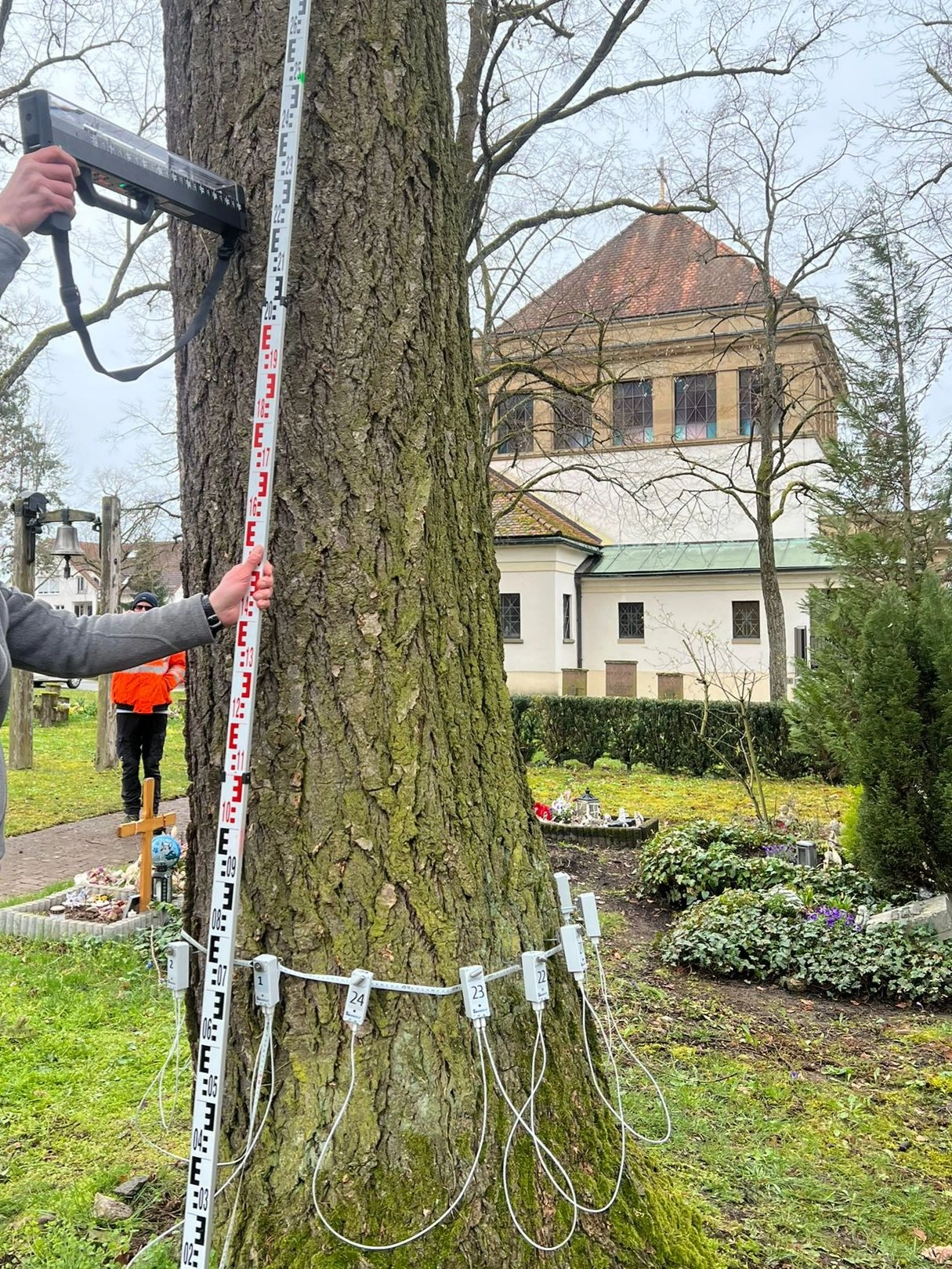 Baumgutachten_Baumservice_Blank