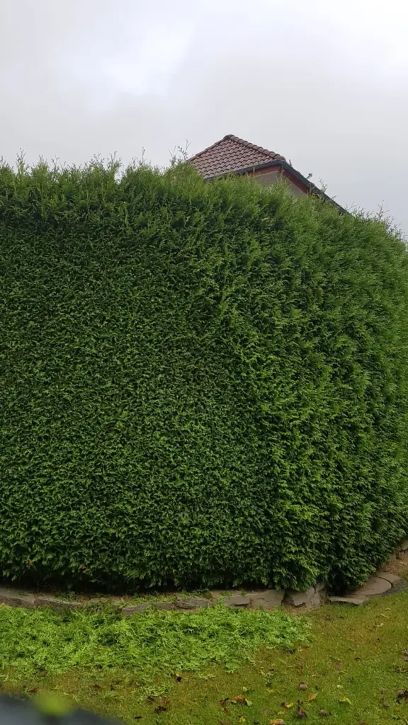 Formschnitt_Heckenschnitt_vom_Experten