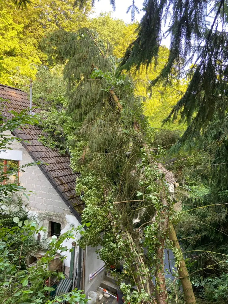 Schnelle Hilfe bei Sturmschäden​_Baumservice Blank